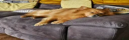 Mixed Breed dogs for adoption: Scotland:💙DEXTER💙ACTIVE,PLAYGUL, LOVING   - Advert 4