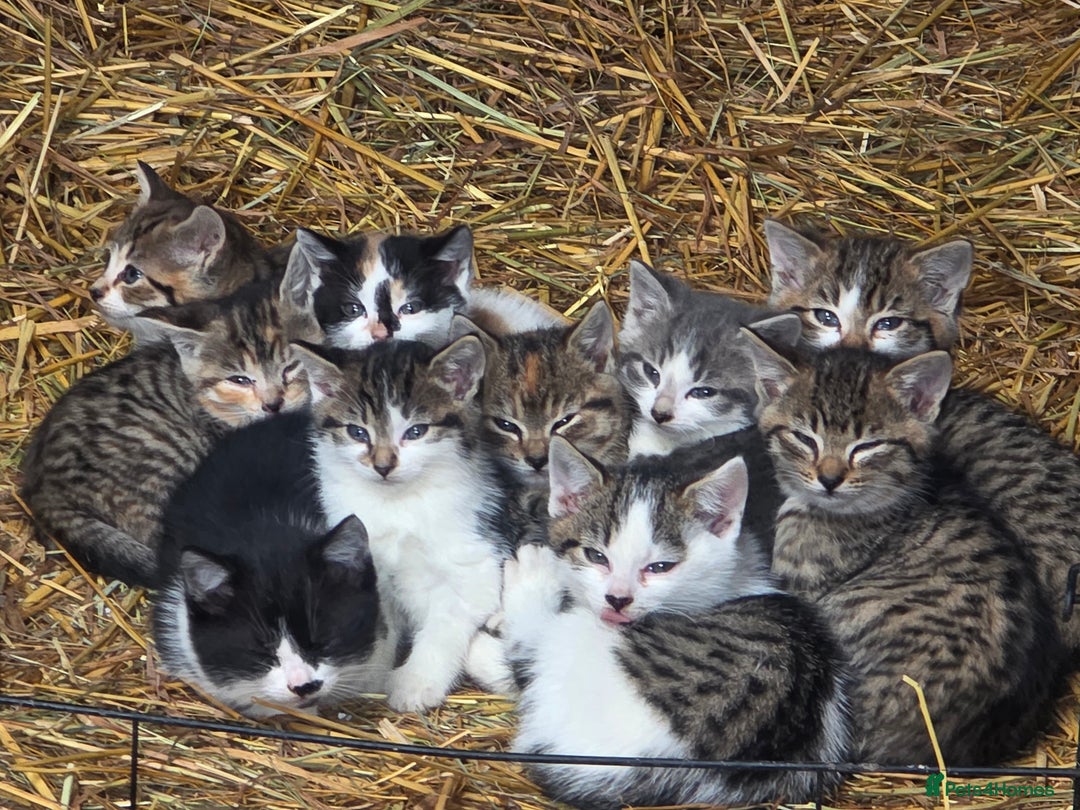 Mixed Breed cats for sale: Beautiful boy farm kittens for sale - Advert 1
