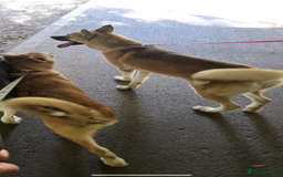 Huskita dogs for sale: Puppy for sale - Image 2