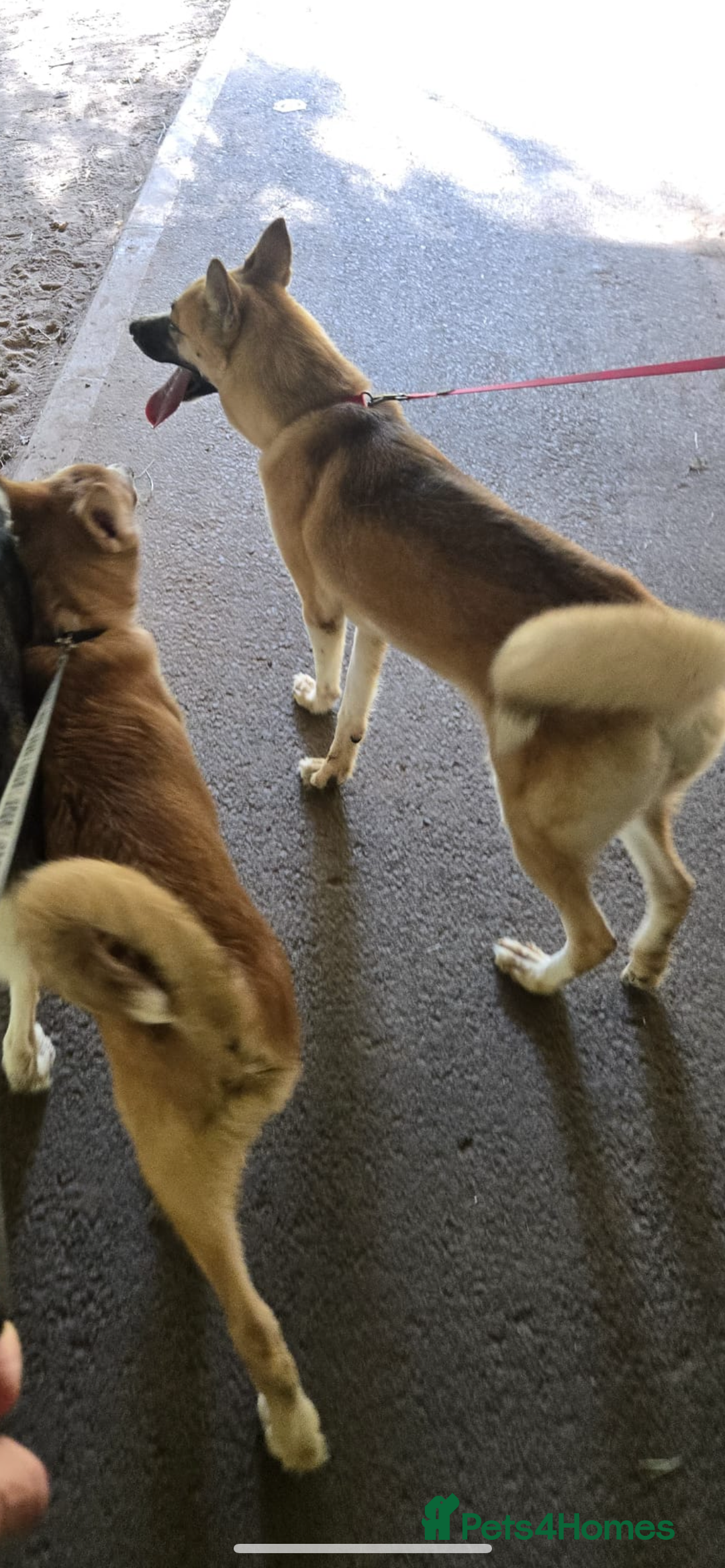 Huskita dogs for sale: Puppy for sale - Image 2