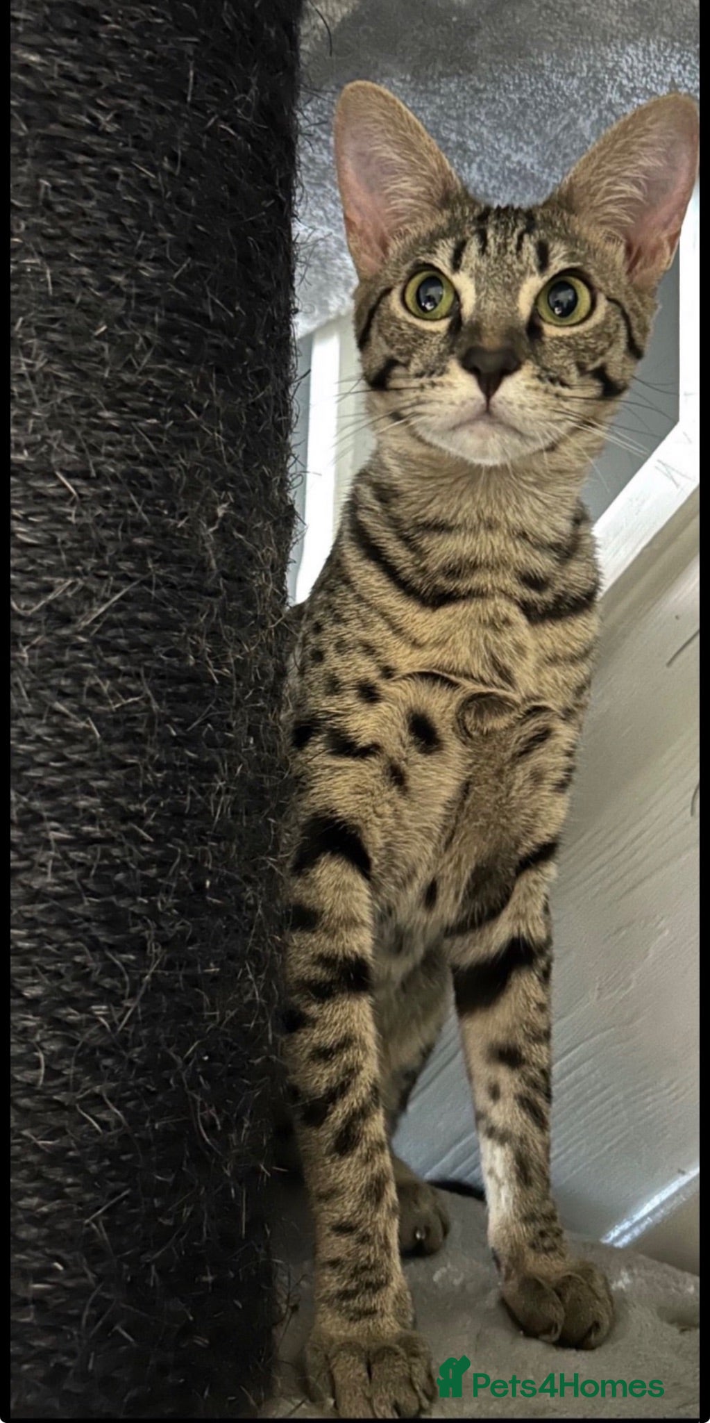 Savannah cats Gorgeous SBT female  - Advert 11