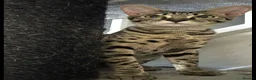 Savannah cats for sale: Gorgeous SBT female  - Advert 1