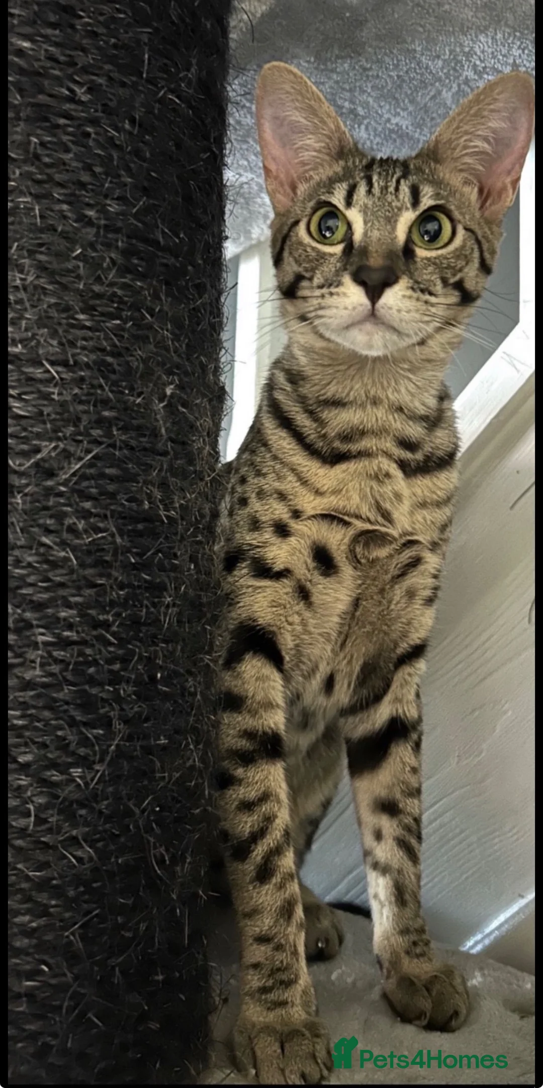 Savannah cats for sale: Gorgeous SBT female  - Advert 1