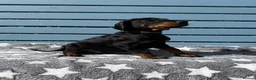 Dobermann dogs for sale: Fully health tested, champion lines - Advert 5