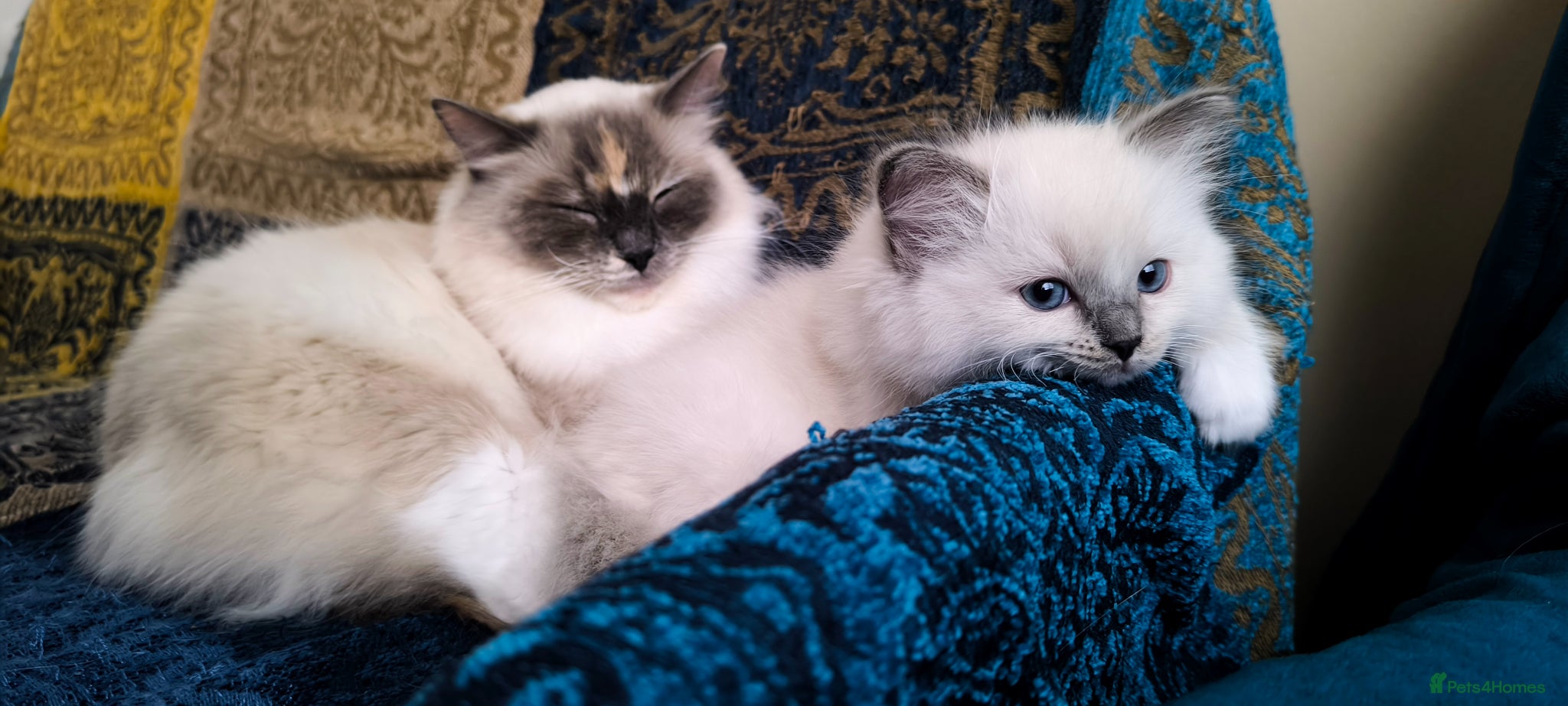 Ragdoll cats for sale: Beautiful ragdolls are looking for a forever home  - Advert 16