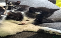 Mixed Breed cats for sale: Long haired girl fluffy Kittens  - Image 11