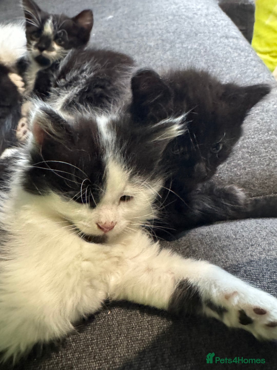 Mixed Breed cats for sale: Long haired girl fluffy Kittens  - Image 11