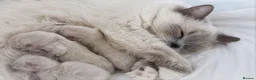 Ragdoll cats for sale: 1 Rare Cream Point Ragdoll Kitten Available - Advert 11