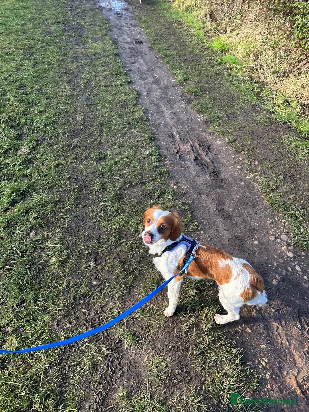 Cavachon dogs for sale: 14 month old Cavachon - Advert 8