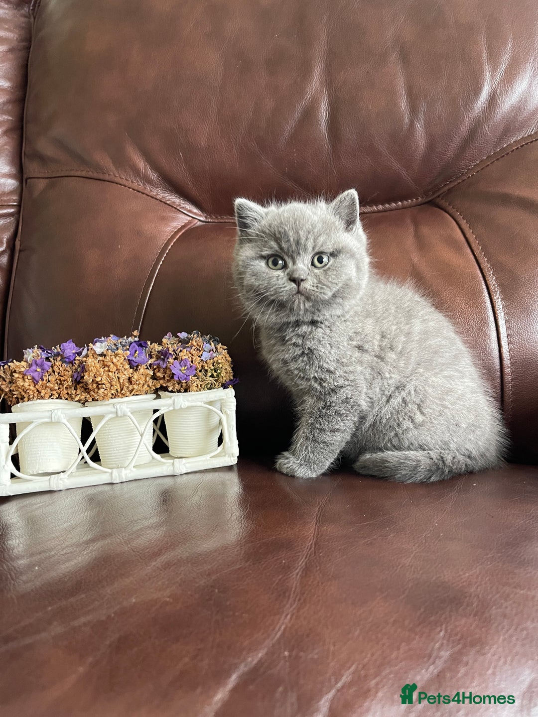 British Shorthair cats for sale:  British Blue kittens - Image 17