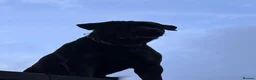 Rottweiler dogs for stud: KC Rottweiler for stud - Advert 12