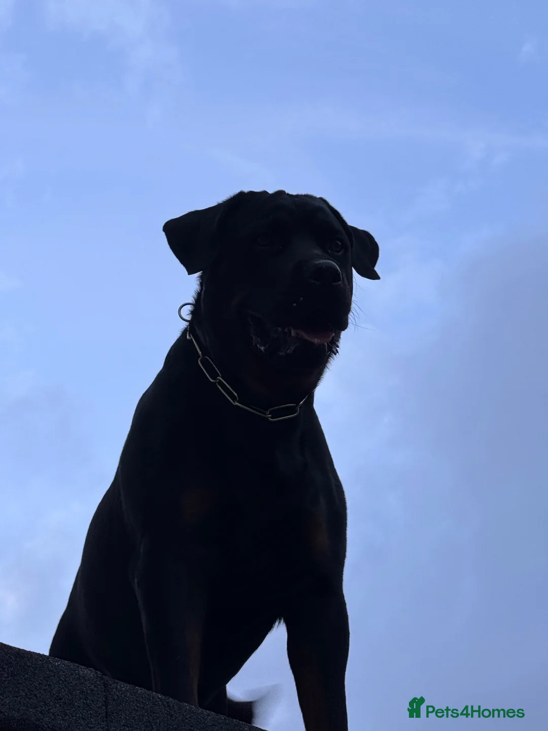 Rottweiler dogs for stud: KC Rottweiler for stud - Advert 12