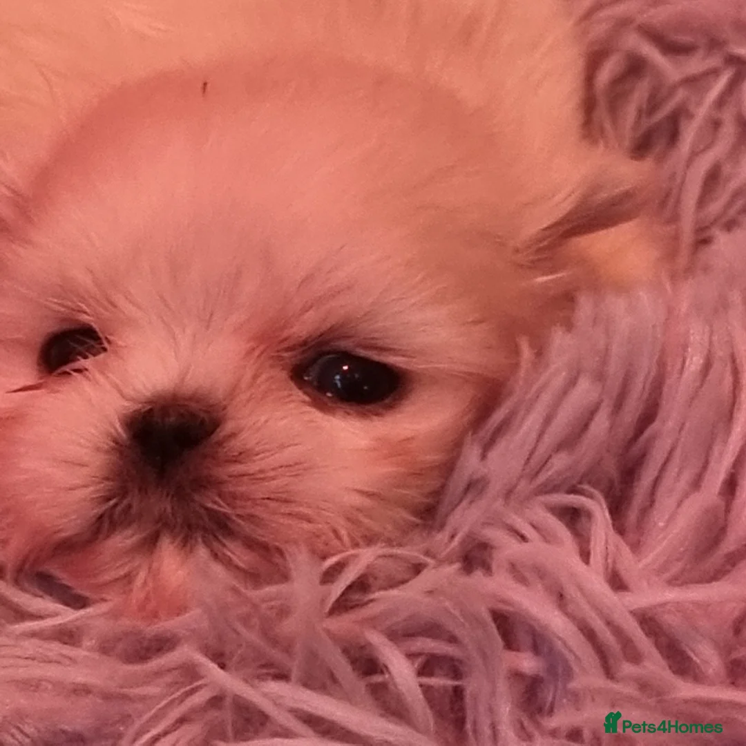 Shih Tzu dogs for sale: Kc stunning tiny pure white girl - Advert 1