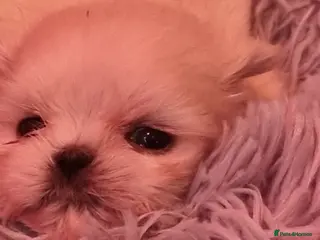 Shih Tzu dogs Kc stunning tiny pure white girl - Advert 6