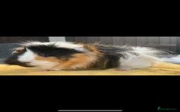 Guinea Pig rodents for sale: Swiss sows and boars  - Image 6