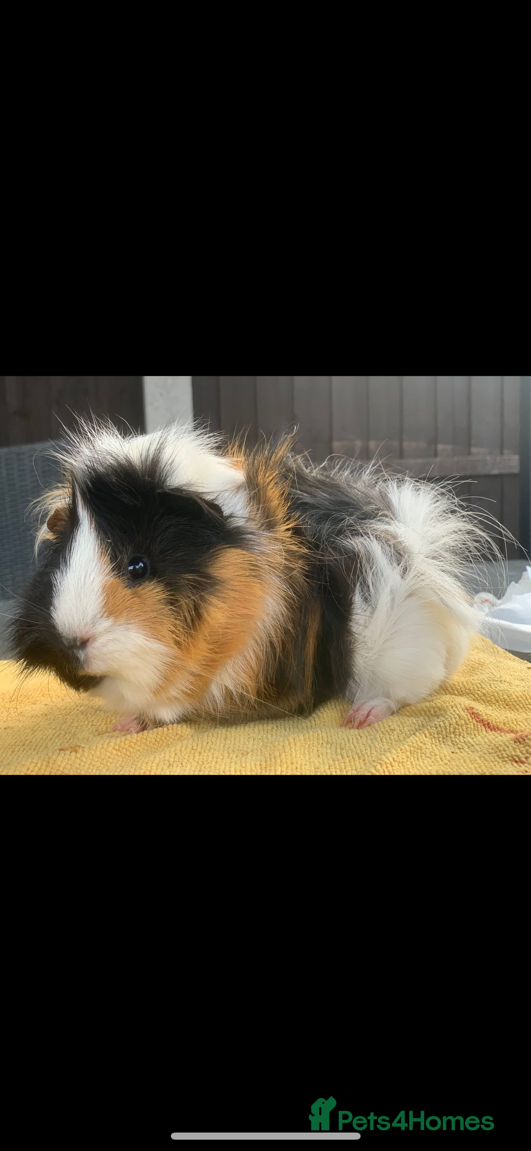 Guinea Pig rodents for sale: Swiss sows and boars  - Image 6
