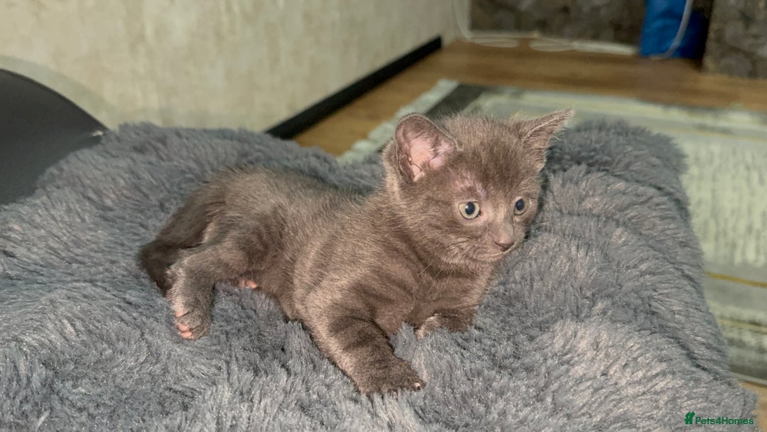 British Shorthair cats for sale: Adorable Sweet Soft British Shorthair Tabby Mix  - Image 11