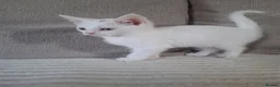 Mixed Breed cats for sale: Turbo - Advert 4