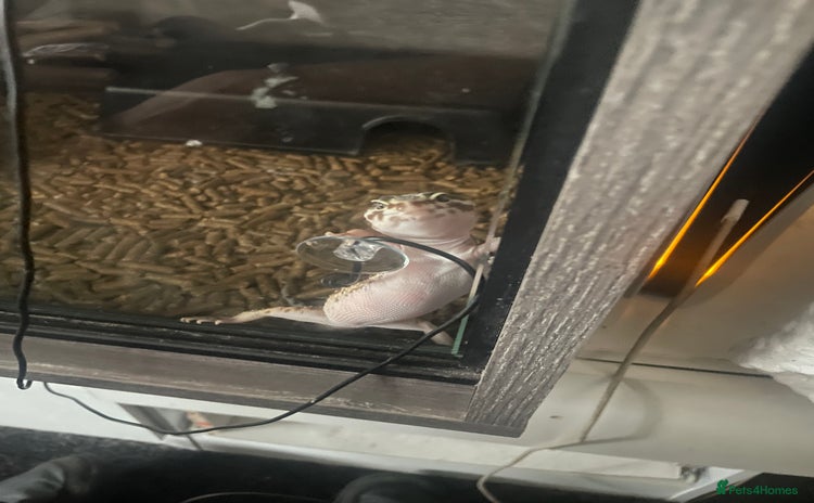 Leopard Gecko reptiles - Advert 1