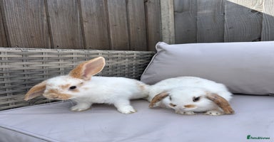 Mini Lop rabbits - Advert 4