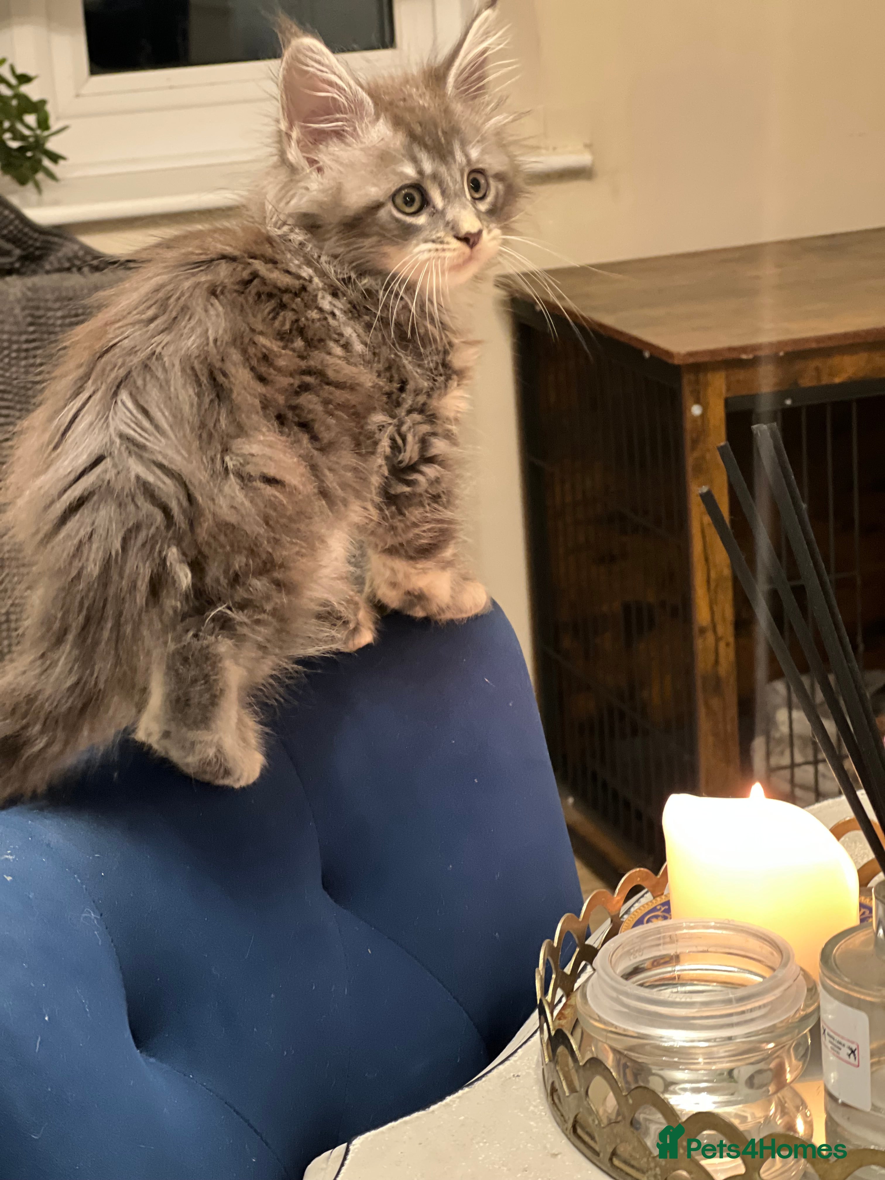 Maine Coon cats Maine Coon polydactyl (left one girls) - Advert 10