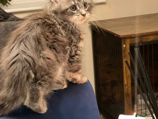 Maine Coon cats Maine Coon polydactyl (left one girls) - Advert 10