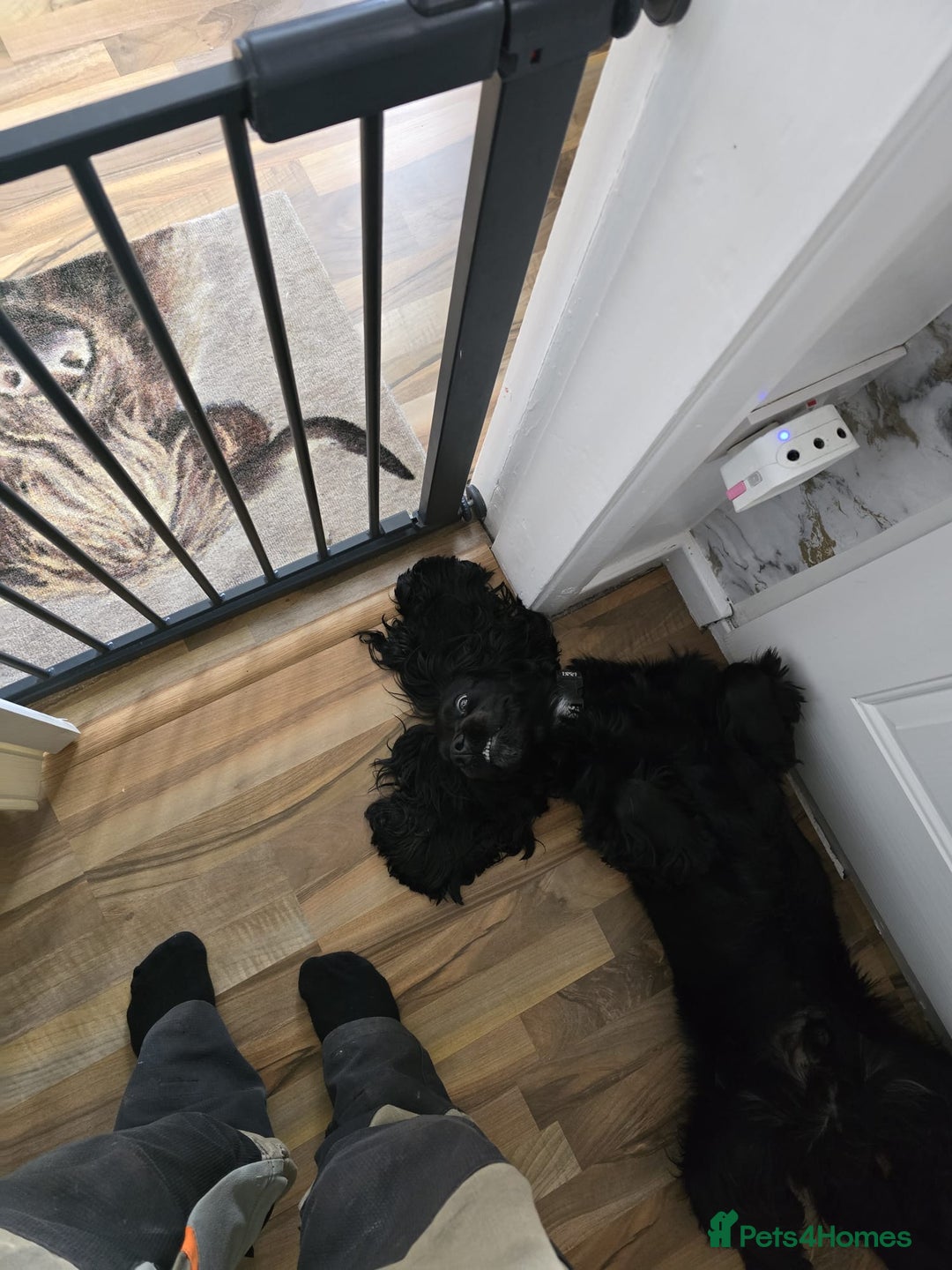 Cocker Spaniel dogs for sale: Loki  - Image 5