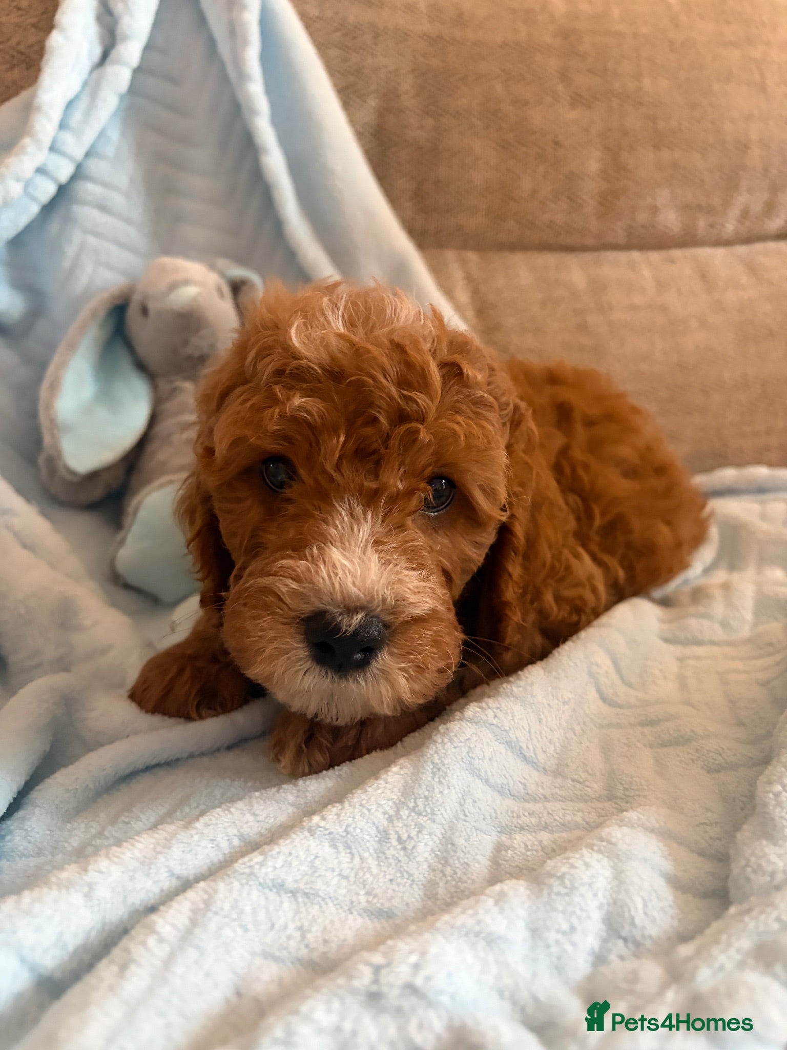 Cavapoo dogs Gorgeous F1B Cavapoo puppies - Advert 1