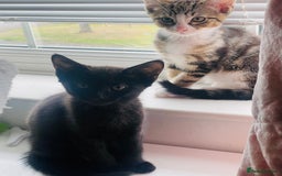 Mixed Breed cats for sale: Beutiful kittens for sale - Image 3