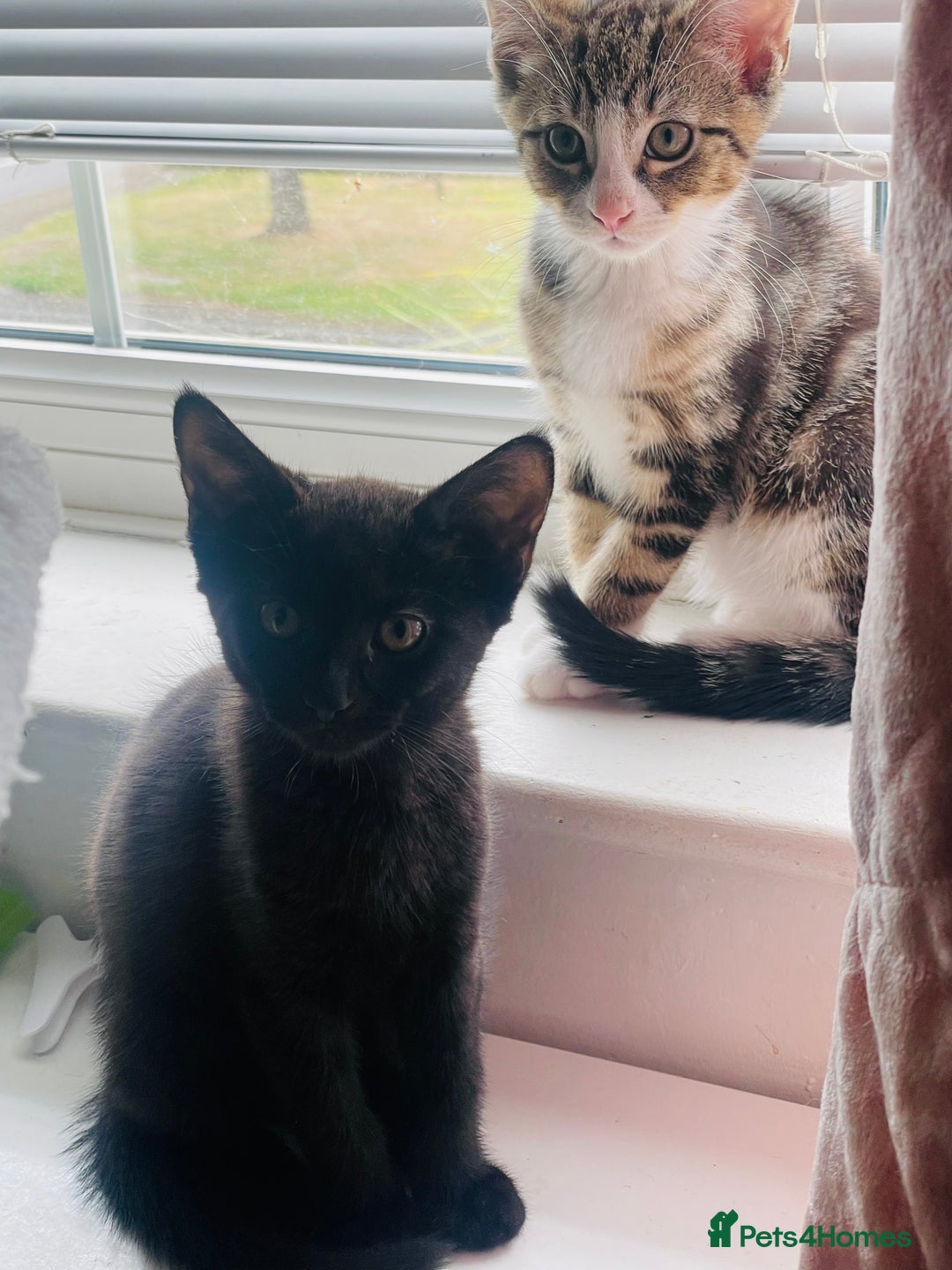 Mixed Breed cats for sale: Beutiful kittens for sale - Image 3