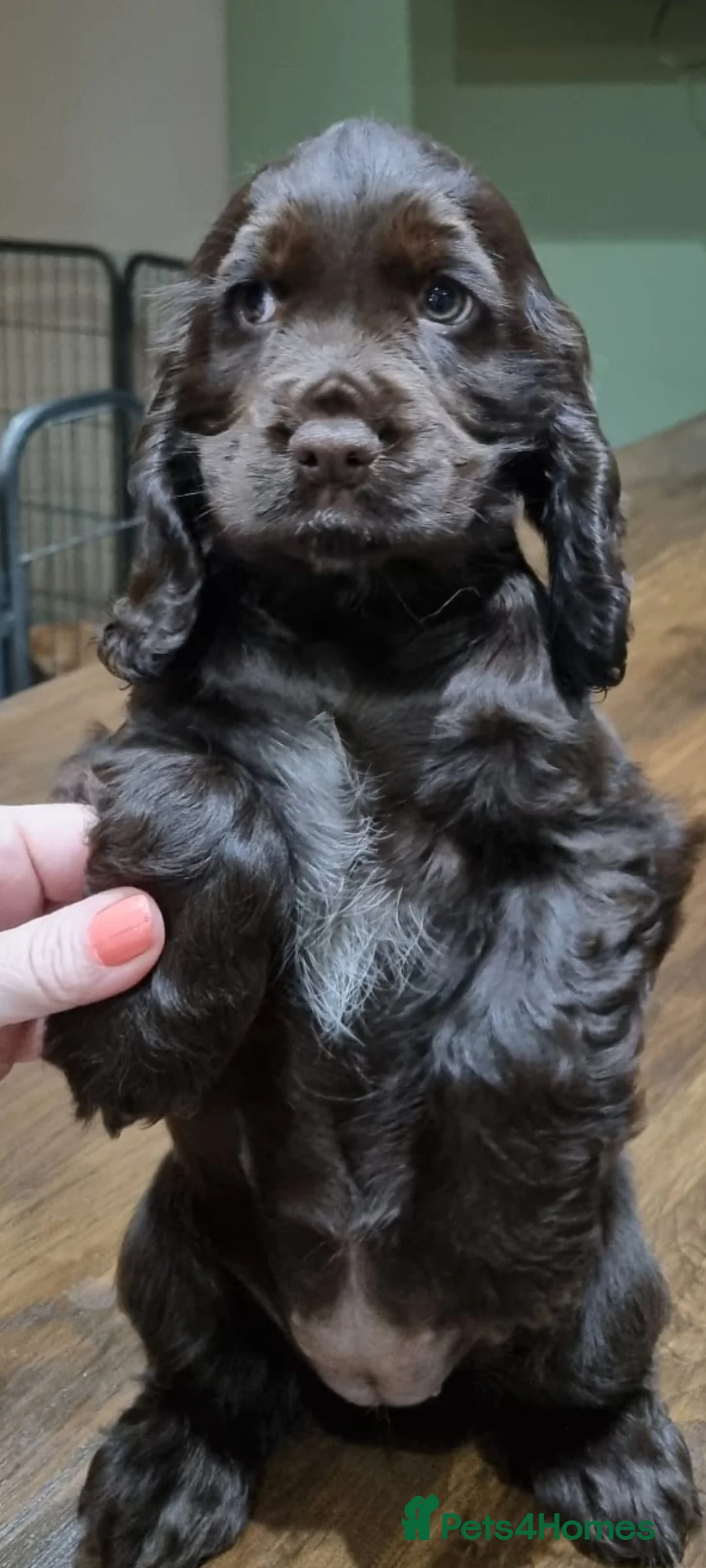 Cocker Spaniel dogs for stud: SHOW COCKER SPANIEL 🐕 health tested stud  in Brentwood - Advert 24