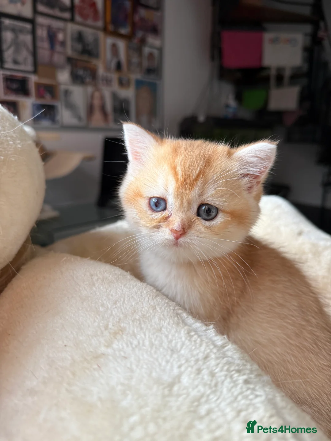 British Shorthair cats for sale: GCCF reg BSH Last Black Golden Female Kitten - Advert 30