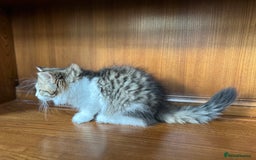 Siberian cats for sale: TICA Hypoallergenic Siberian Kittens family raised - Image 3