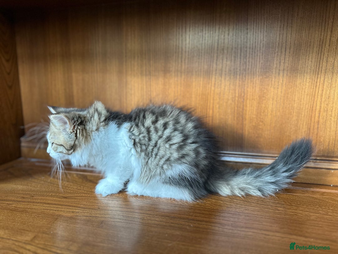 Siberian cats for sale: TICA Hypoallergenic Siberian Kittens family raised - Image 3