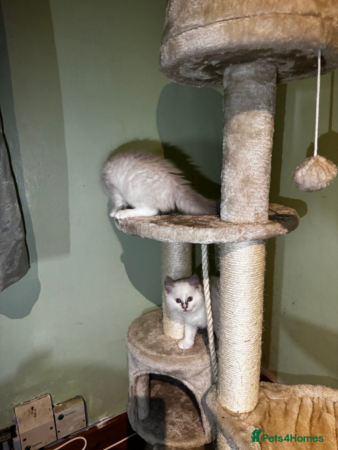 Ragdoll cats for sale: Adorable ragdoll kittens - Image 20