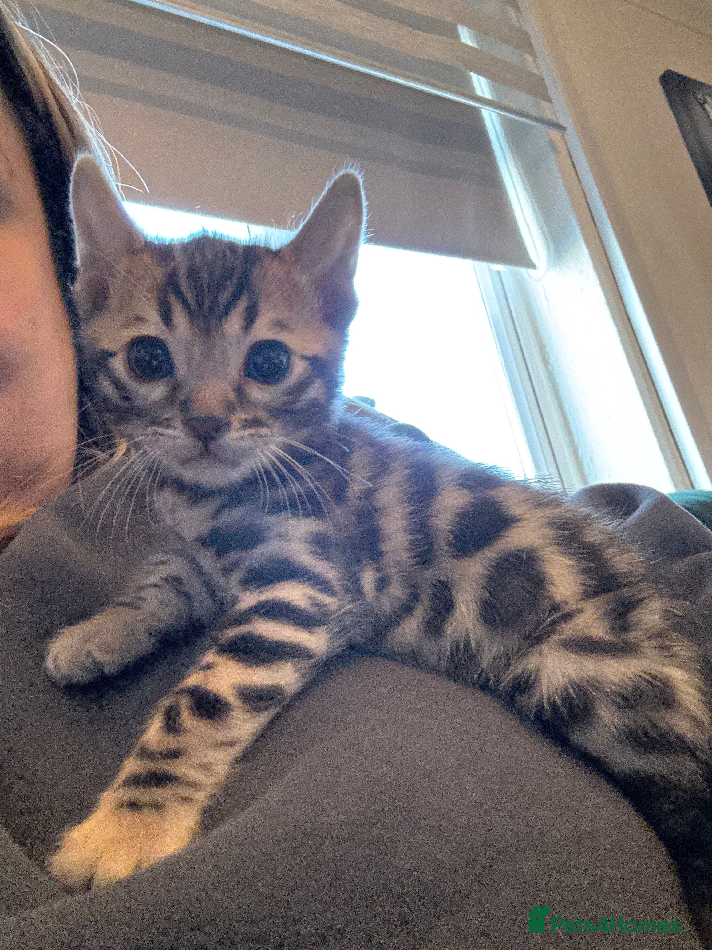 Bengal cats Bengal male kitten parents can be seen  - Advert 10