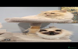 Ragdoll cats for sale: Last boy available  - Advert 3