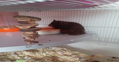 Hamster rodents - Advert 10