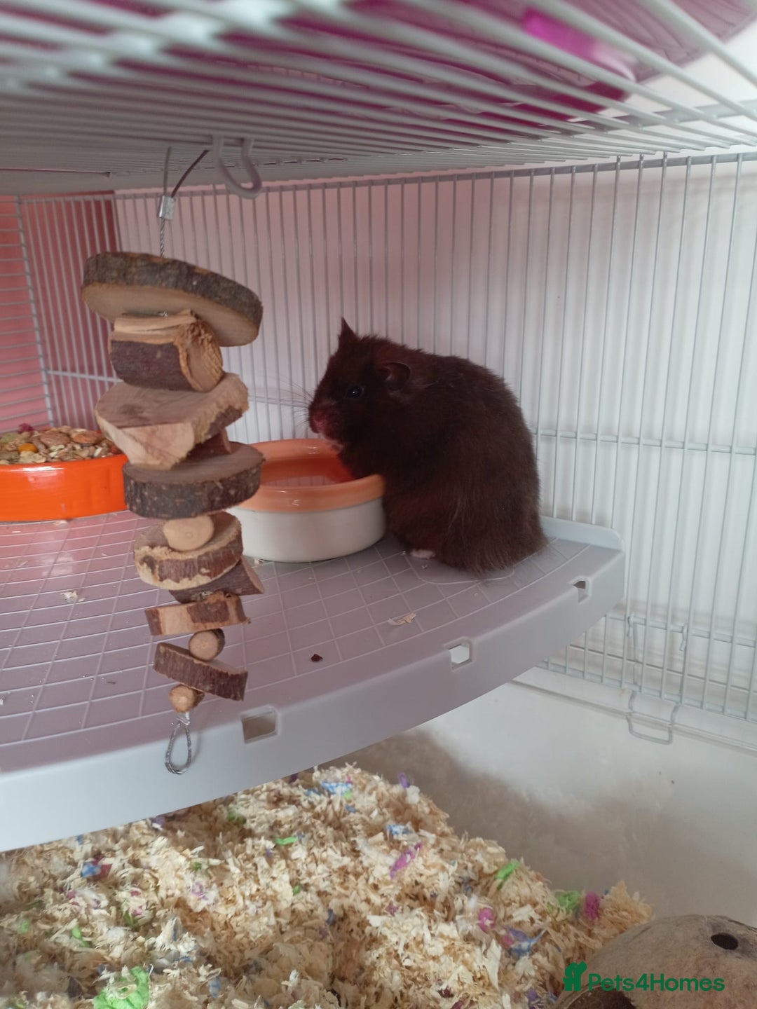 Hamster rodents for sale: Biscuit the hamster - Image 2