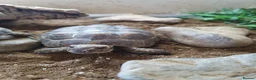 Tortoise reptiles for sale: 2 tortoises  - Advert 2