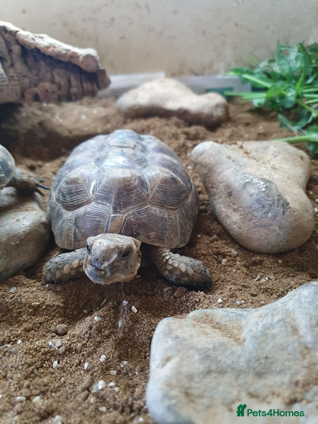 Tortoise reptiles for sale: 2 tortoises  - Advert 2