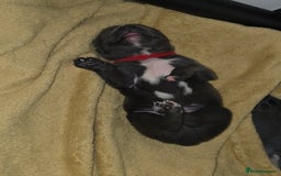 Staffordshire Bull Terrier dogs for sale: Staffordshire Bull Terrier Puppies - Image 11