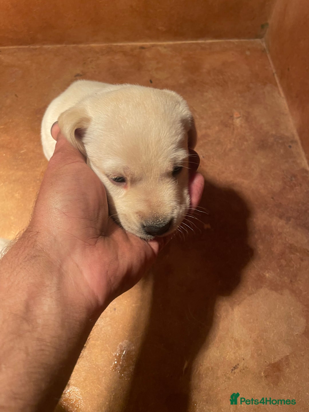 Labrador Retriever dogs for sale: Labrador pups - Image 5