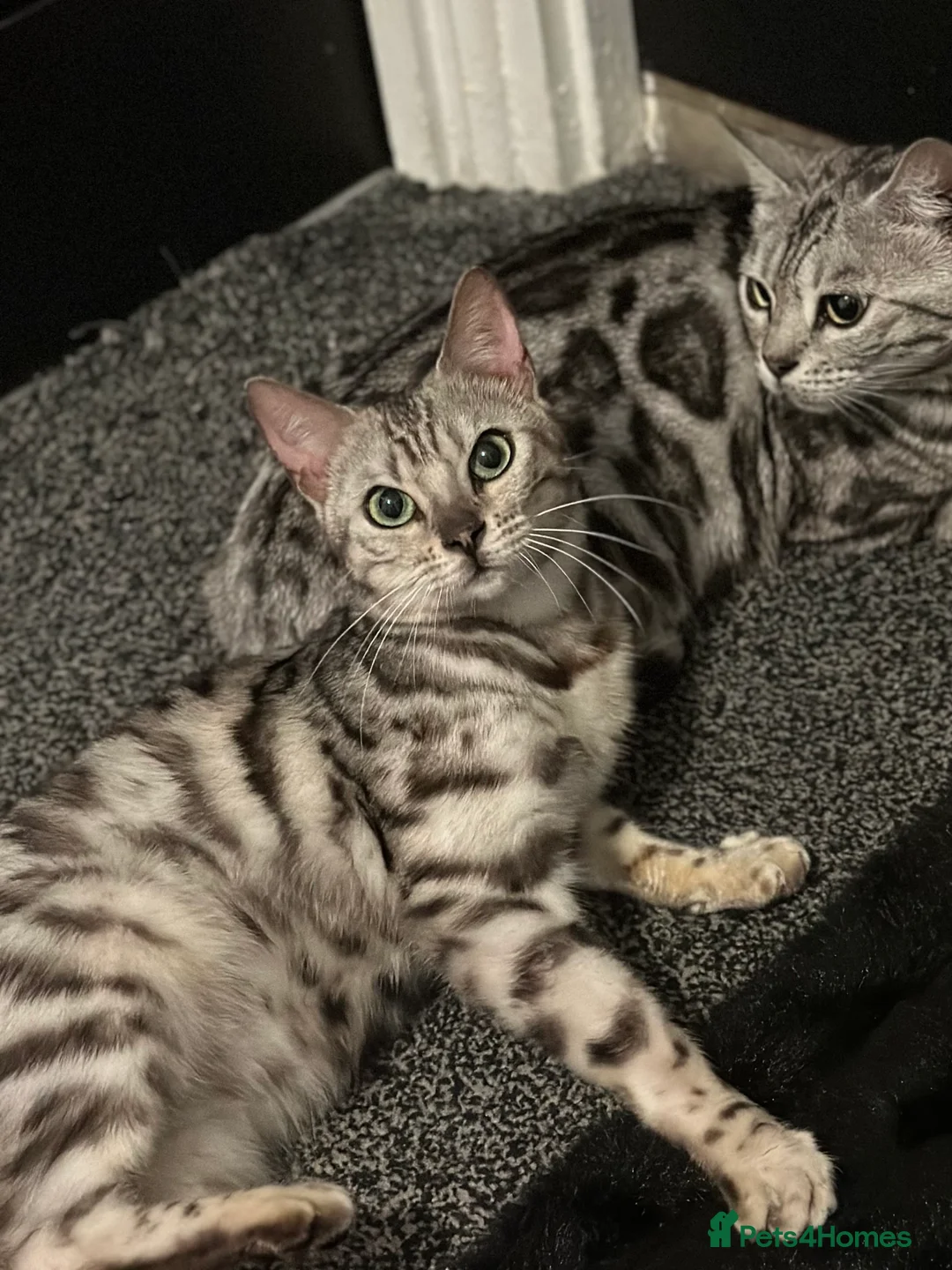 Bengal cats for sale: Stunning Silver Bengal Female! (TICA) - Advert 2