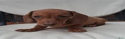 Miniature Dachshund dogs for sale: Miniature dachshund puppies  - Advert 3
