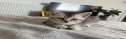 Scottish Fold cats for sale: Lovely kittens looking for new family. - Advert 2