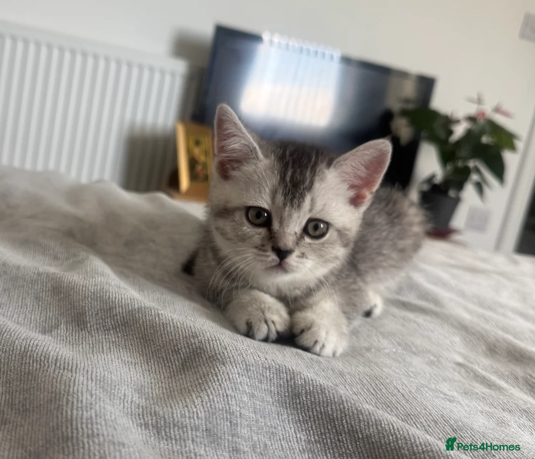 Scottish Fold cats for sale: Lovely kittens looking for new family. - Advert 2