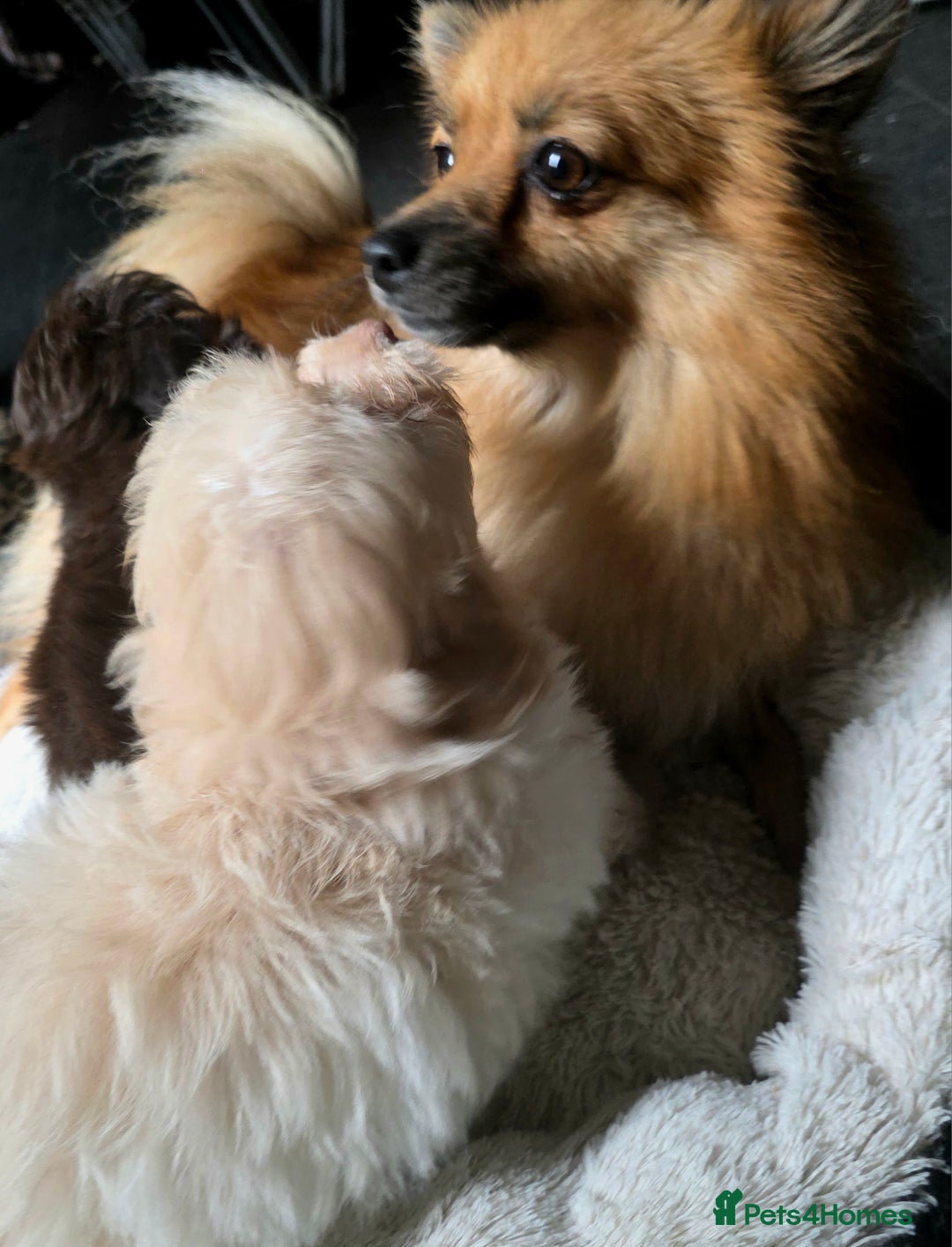 Pomapoo dogs for sale: 🩷ROSIE AND JIM💙 F1 POMAPOO BABIES - Image 15