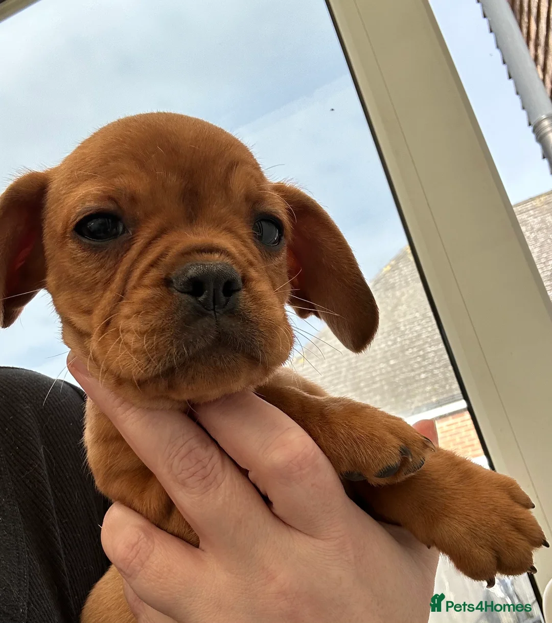 Mixed Breed dogs for sale: frenchel pups READY TO LEAVE - Advert 11