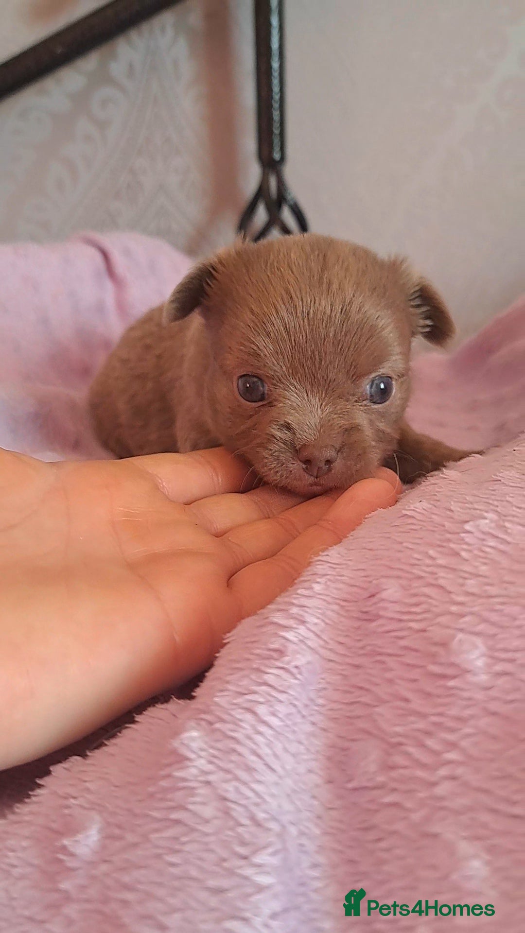 Chihuahua dogs Long Coat Chihuahua Puppies for Sale - Advert 11